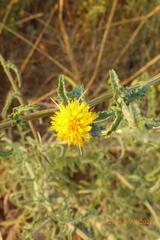 Asteraceae