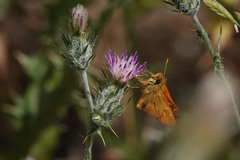 Ochlodes agricola