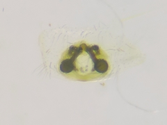 Cheiracanthium fibrosum