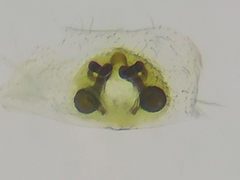 Cheiracanthium fibrosum
