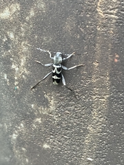 Perissus indistinctus