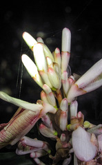 Alpinia calcarata