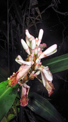 Alpinia calcarata
