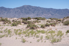 Carsonia sparsifolia