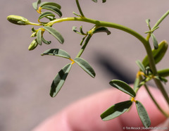 Carsonia sparsifolia