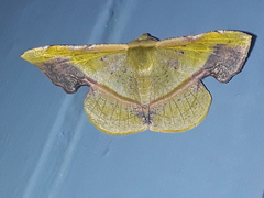 Fascellina