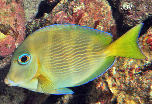 Atlantic Blue Tang