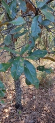 Quercus × dysophylla