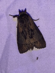 Dasylophia thyatiroides