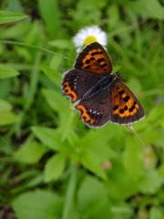 Lycaena phlaeas daimio