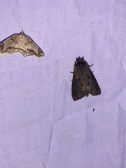 Dasylophia thyatiroides