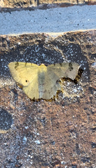 Erastria decrepitaria