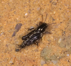 Tridactylidae