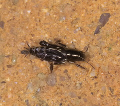 Tridactylidae