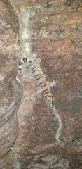 Oedura nesos