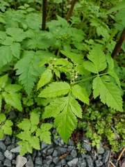Osmorhiza purpurea