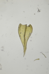 Lescuraea radicosa radicosa