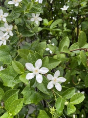 Wrightia antidysenterica