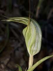 Pterostylis alobula