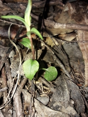 Pterostylis alobula