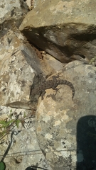 Mediodactylus kotschyi