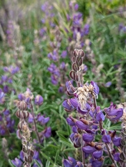 Lupinus formosus formosus