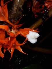 Trichodrymonia hypocyrta