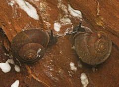 Ramogenia challengeri