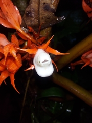 Trichodrymonia hypocyrta