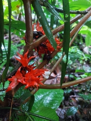 Trichodrymonia hypocyrta