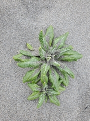 Senecio pseudoarnica
