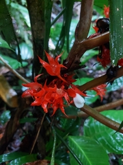 Trichodrymonia hypocyrta