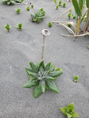 Senecio pseudoarnica