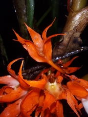 Trichodrymonia hypocyrta