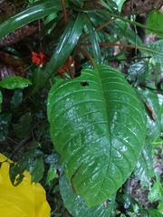 Trichodrymonia hypocyrta