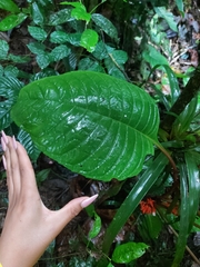 Trichodrymonia hypocyrta