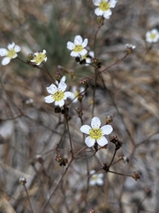Ivesia santolinoides