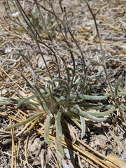 Ivesia santolinoides