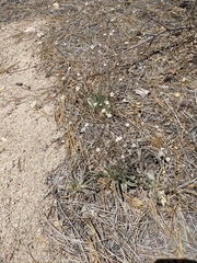 Ivesia santolinoides