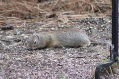 Urocitellus beldingi