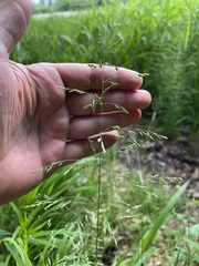 Poa remota