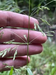 Poa remota
