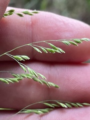 Poa remota