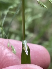 Poa remota