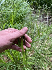 Poa remota