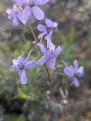 Delphinium antoninum