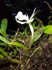 Epidendrum jejunum
