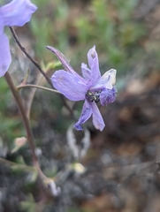 Delphinium antoninum