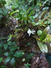 Epidendrum jejunum
