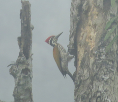 Chrysocolaptes guttacristatus